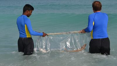 A total of 15 Arabian carpet sharks and two honeycomb stingrays have been released into the sea after being born in the fish hospital at Atlantis the Palm. Courtesy Atlantis the Palm