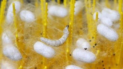 A late-developing silkworm sits suspended in the fibres its fellow larvae released as they spun their own cocoons. Alessandro Bianchi / Reuters