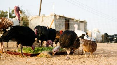 The agri-sector in this country is vital to the UAE's food security. Lee Hoagland/The National