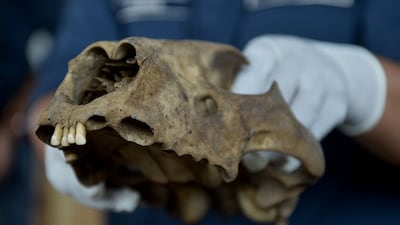 An animal skull found in the Customs operation. AFP