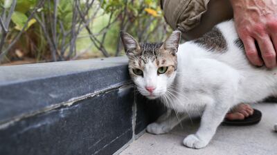 Honey, a stray cat that lives on the site of Al Bandar community, at Al Raha Beach. Khushnum Bhandari / The National