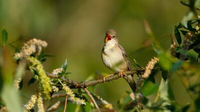 A marsh warbler sings its song in a bush near the village of Danilovichi, Belarus. Reuters