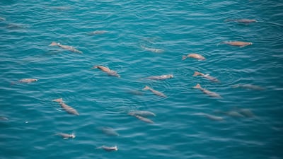 Abu Dhabi has the second-largest dugong population in the world. Environment Agency Abu Dhabi