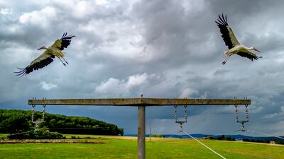 Storks fly off in Neu-Anspach near Frankfurt, Germany as a thunderstorm approaches. AP