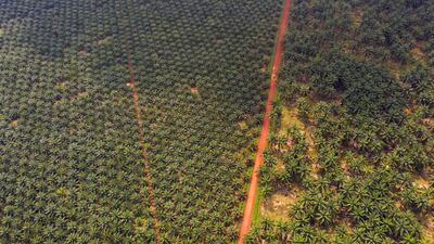 Image taken from one of about 20 drones owned by Genting Plantations of its Genting Tanah Merah estate in Johore, Malaysia. Bloomberg