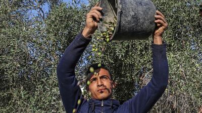 A Palestinian man pours olives out of a bucket during harvest season at an olive grove in Khan Yunis in the southern Gaza Strip. AFP