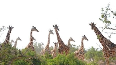 More than 50 giraffes living on Sir Bani Yas Island are adjusting to life in a new enclosure after being relocated.