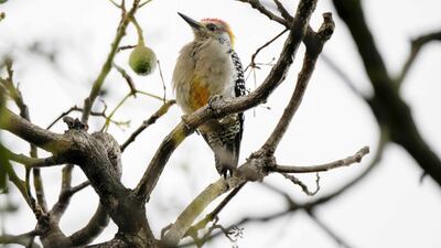 A woodpecker looks on from a tree branch, in the area of Tres Rios, east of San Jose, Costa Rica. EPA