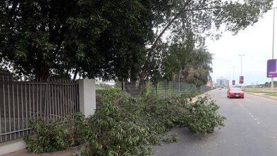 A tree was uprooted near Twofour54 buidling due to high winds and cloudy weather in Abu Dhabi. The National