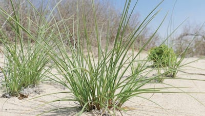 A new book, Grasses, sedges and rushes of the UAE, has been published by the Environment Agency Abu Dhabi to mark World Day to Combat Desertification and Drought. Courtesy Environment Agency Abu Dhabi