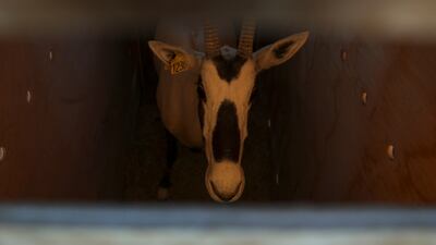 An Arabian oryx imported from Abu Dhabi ready for release at Shaumari Wildlife Reserve in Azraq, Jordan. All photos: Reuters