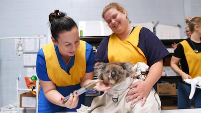 Nurses feed an injured male koala at Adelaide Koala Rescue which has been set up in the gymnasium at Paradise Primary School in Adelaide in Adelaide, Australia. Getty Images