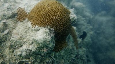 The survival of corals in the Arabian Gulf, such as this brain coral off the breakwater near Marina Mall in Abu Dhabi, may help to explain why corals elsewhere are dying. Antonie Robertson / The National