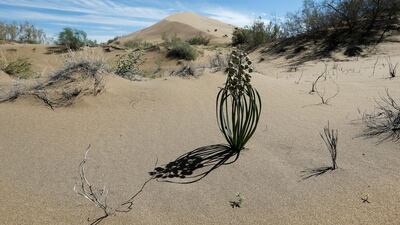 Above, the Singing Sands, a dune formation that generates a low-pitched, organ-like sound in dry weather. Shamil Zhumatov / Reuters