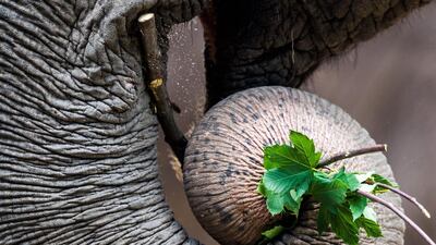 An Asian elephant eats fresh green leaves at the animal park Hagenbeck in Hamburg. Lukas Schulze / EPA