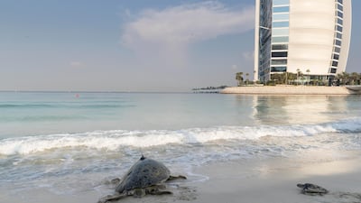 The Dubai Turtle Rehabilitation Project, founded in 2014, has so far released 2,109 turtles