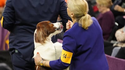 Pep talk: An Irish red and white setter takes part in the Sporting group competition. Reuters