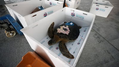Turtles are carefully loaded into boxes to be transported to Saadiyat beach for release. Chris Whiteoak / The National