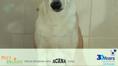 Meg came to K9 with her brother Hercules and we would really like to find them a home together as they are so close! They are both just over two years old, neutered and calm natured. They would make a great addition to any family looking for two loving, gentle dogs. Courtesy K9 Friends Dubai