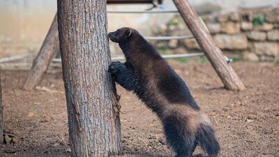A two-year old male wolverine named Vadim explores its new enclosure at Pecs Zoo in Hungary. EPA