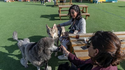 Veterinary specialists were also on hand to help educate guests about pet care and the resources available in the UAE