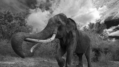 Fauna and flora silver mention: Majestic Rhapsody by Lalith Ekanayake