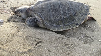 This picture of a hawksbill sea turtle was taken at Ras Al Hadd beach in the eastern region of Oman. Saleh Al Shaibany for The National