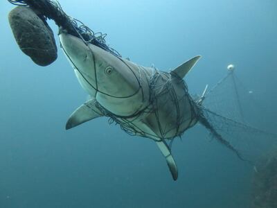 Fishing nets can be a deadly hazard for marine wildlife. This shark was caught in nets off Musandam, in September 2017. Photo by Angela Manthorpe