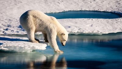A polar bear testing the strength of thin sea ice in the Arctic. AFP