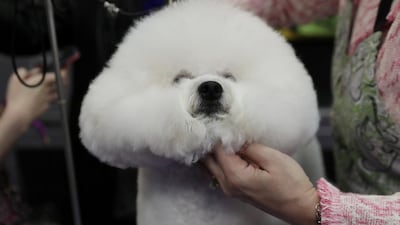 A Bichon Frise named Donald. Photo: Reuters