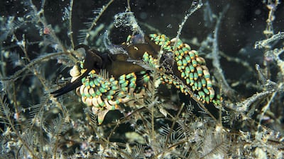 Nudibranchs usually stick to their food source, to find them, one has to look for their food source. Courtesy Dragan Petkovic