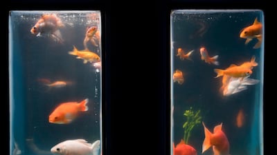 Being confined in a bowl stunts their growth, but the bigger space means some of them will expand to full adult size. AFP