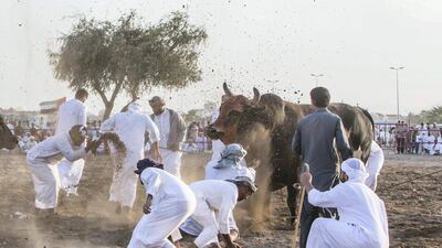Winning bull is being thrown with dirt at bull fighting in Fujairah corniche.