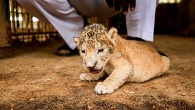 A young African lion cub sits in a cage at a wildlife park in the Khartoum Bahri twin city of the Sudanese capital. The park, which has been closed due to the COVID-19 coronavirus pandemic, has experienced the birth of several young animals during the closure. AFP