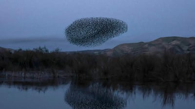 A murmuration of starlings flocks above the Jordan Valley in the West Bank before landing to sleep along the eastern border. AFP