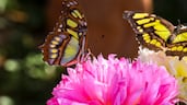 The Butterfly Gardens Abu Dhabi, a new indoor biodome at Al Qana. Victor Besa / The National