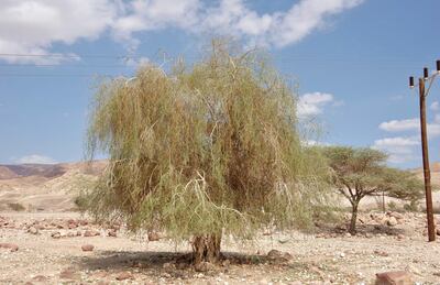 Scientists are working to preserve the Moringa Peregrina, or yusor tree, in the region.