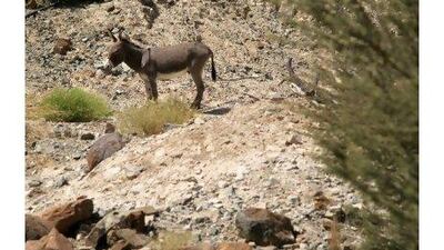 A wild donkey eyes hikers nervously in Wadi Al Helo - Paolo Rossetti for The National