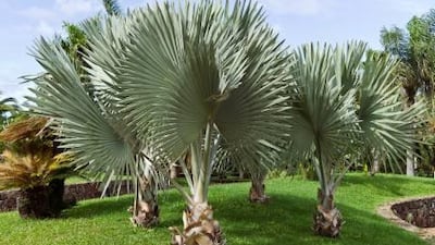 Bismarck fan palm. Photolibrary.com