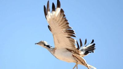 Abu Dhabi plans to release a total of 50,000 houbara bustards.