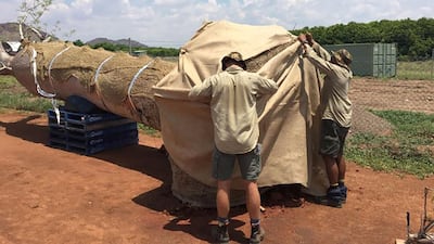 The trees were covered to prevent them from drying out during their long jounrney. Photo: Cycad Enterprises Pty Ltd