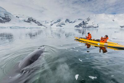 Kaykers in Neko Harbor, Antarctica, has become an increasingly common sight. Michael Nolan / Robert Harding World Imagery / Corbis