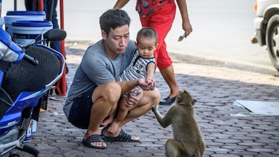 The monkeys are usually a major draw for tourists who want to snap photos of the gregarious little beasts. AFP