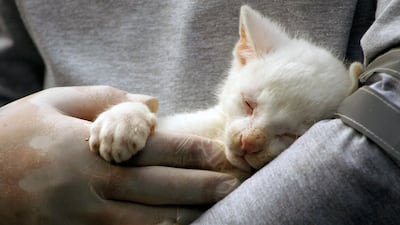 An alleged albino cub of Jaguarundi (Herpailurus yagouaroundi), rests in the hands of a worker at the Conservation Park in Medellin, Colombia, on December 23, 2021. - According to environmentalists of the Conservation Park of Medellin, the little Jaguarundi will have to live in captivity as its albinism prevents it to hunt, camouflage, and protect itself from predators in the wild. (Photo by FREDY BUILES / AFP)