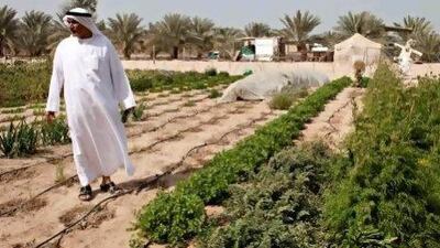 Yousef Qasem Hasan looks at his crops at his private farm. Yousef owns a farm in the Western Region town of Al Mirfa and has been experiencing salinity problems in the water and soil for the past 6-7 years. He explains that at times the water that is allocated to them by the municipality is often brackish and that because of the proximity of the farm to the sea the soil is salty too.