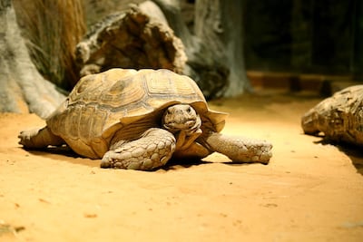 The tortoise at his new home in the City Walk attraction. Courtesy: Green Planet