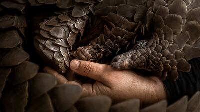 Blair Eastwood's 'Clutching to Life' won the Conserving Africa's Wilderness category. Photo: Blair Eastwood