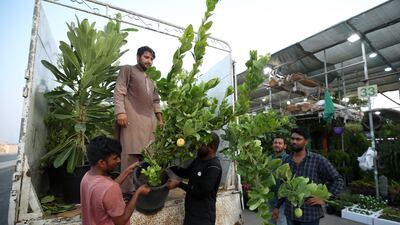 The plant souq at Al Mina is home to more than 50 small shops. All photos: Victor Besa / The National