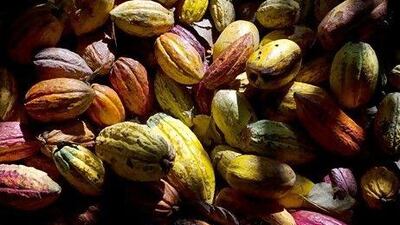 Cocoa output from the world's four main producers - Ivory Coast, Ghana, Nigeria and Cameroon - hit records in the 2010-2011 season. Leo Ramirez / AP Photo