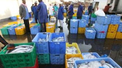 After the fish are auctioned, they are tipped into plastic crates and taken to the fish market.